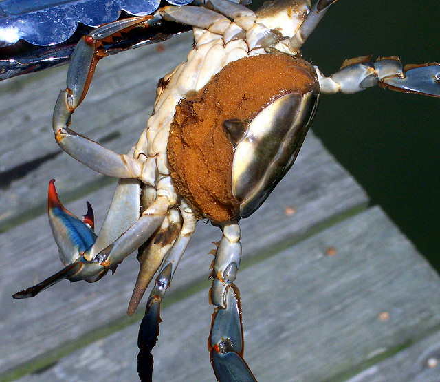 Maryland Could Potentially Increase Imports of Egg-Bearing Female Crabs